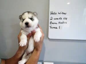 grey and white husky puppy