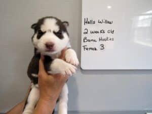 red and white husky puppy