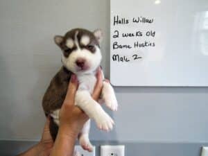 red and white husky puppy