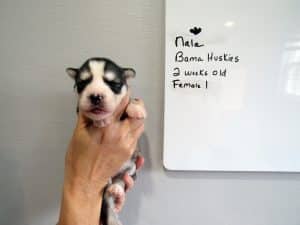 black and white husky puppy for sale