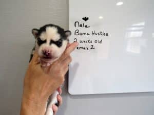 black and white husky puppy for sale