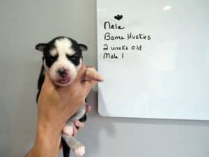 black and white husky puppy for sale