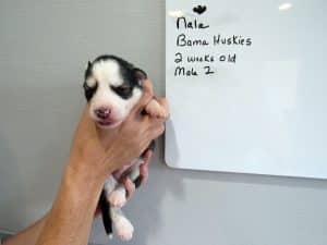 black and white husky puppy for sale