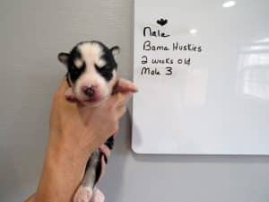 black and white husky puppy for sale