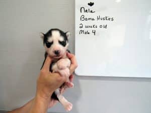 black and white husky puppy for sale