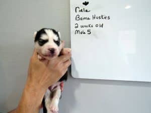 black and white husky puppy for sale