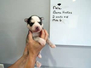 black and white husky puppy for sale