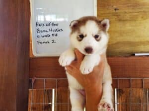 red and white husky puppy