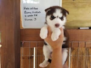 red and white husky puppy