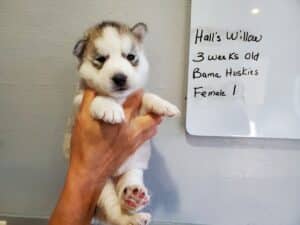 Siberian husky puppy for sale