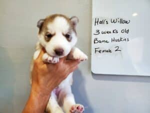 Siberian husky puppy for sale