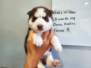 Siberian husky puppy for sale