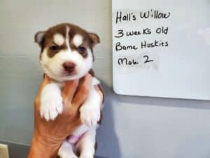 Siberian husky puppy for sale