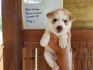 red and white husky puppy