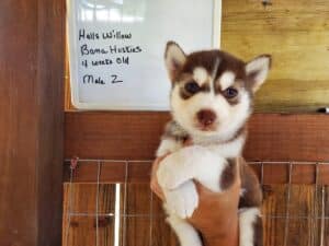 red and white husky puppy