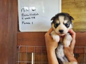 Siberian husky puppy