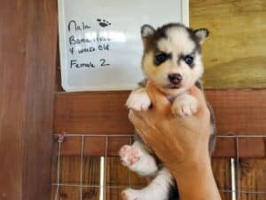 Siberian husky puppy