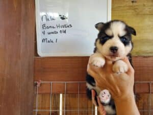 Siberian husky puppy