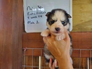 Siberian husky puppy