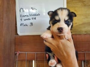 Siberian husky puppy