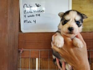 Siberian husky puppy