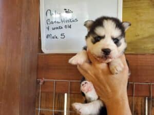 Siberian husky puppy