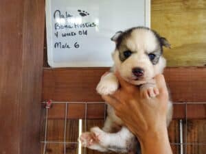 Siberian husky puppy