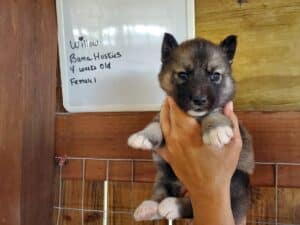 Agouti husky puppy for sale