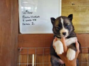 Agouti husky puppy for sale