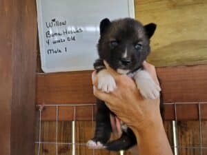 Agouti husky puppy for sale