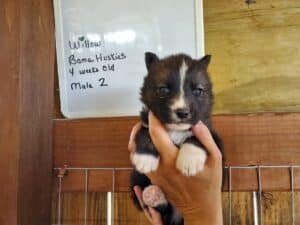 Agouti husky puppy for sale