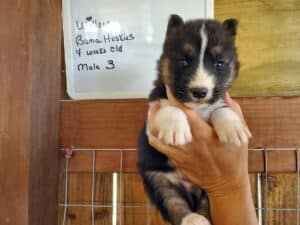 Agouti husky puppy for sale