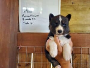 Agouti husky puppy for sale
