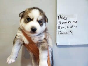 grey and white husky puppy
