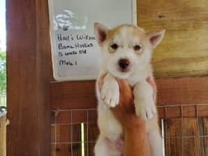Husky puppy for sale