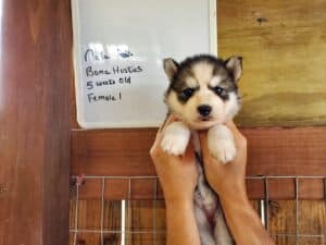 husky puppies for sale