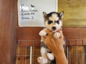 husky puppies for sale