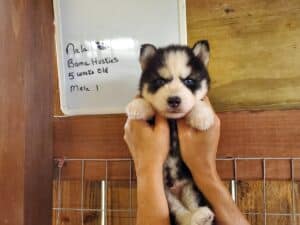 husky puppies for sale