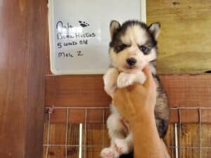 husky puppies for sale