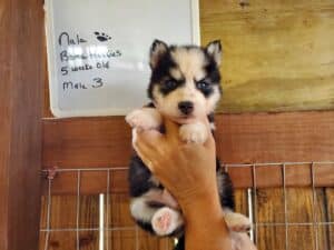 husky puppies for sale