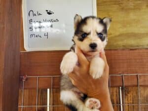 husky puppies for sale
