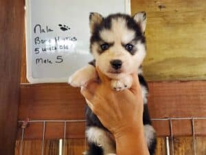 husky puppies for sale