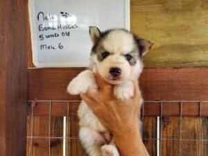 husky puppies for sale
