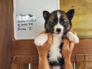 Agouti husky puppy for sale