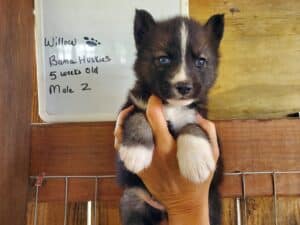 Agouti husky puppy for sale