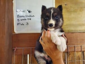 Agouti husky puppy for sale