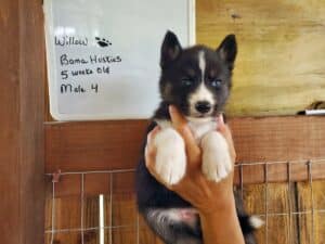Agouti husky puppy for sale