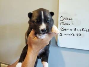 agouti husky puppy for sale