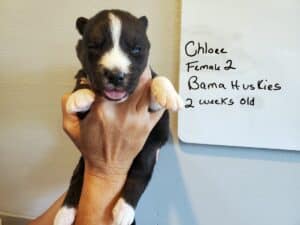 agouti husky puppy for sale