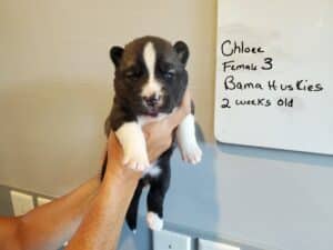 agouti husky puppy for sale